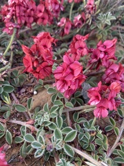 Indigofera anastasia
