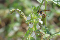 Eumenes coronatus