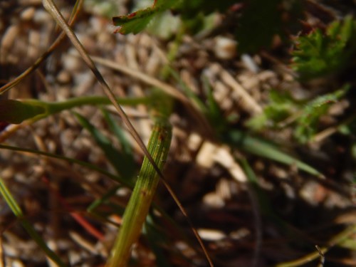 Image of Geissorhiza eurystigma by no rights reserved