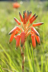 Aloe sharoniae
