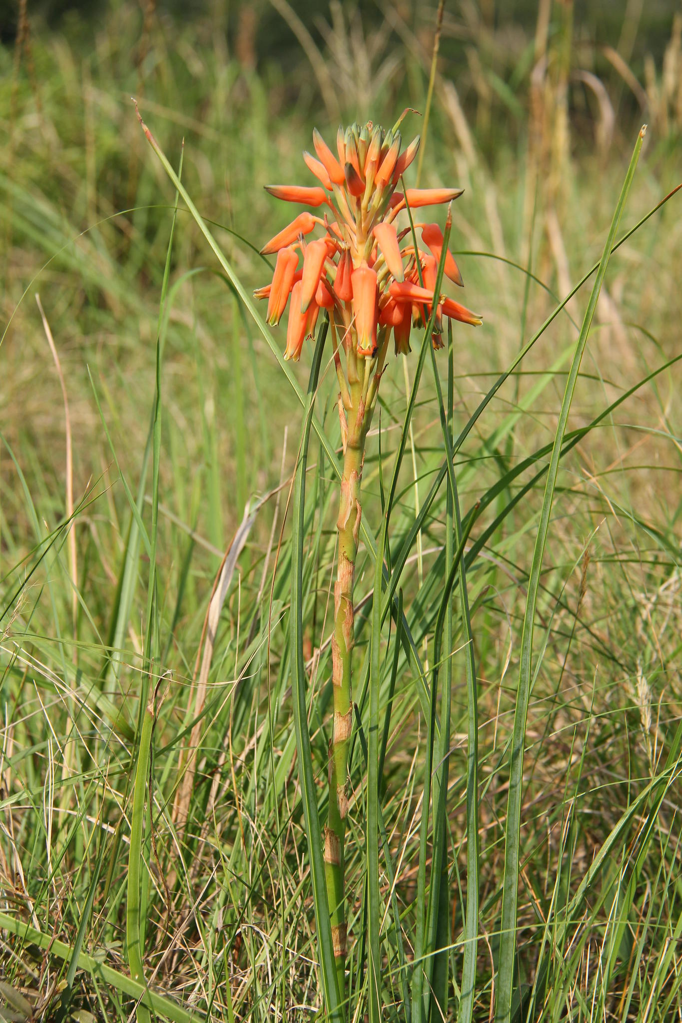Aloe sharoniae