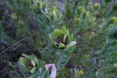 Leucadendron sessile