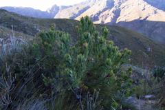 Leucadendron sessile