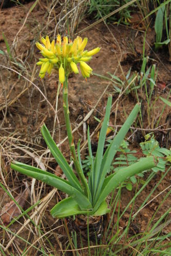 Aloe kraussii