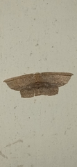 Phalacra