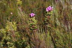 Pelargonium cucullatum strigifolium