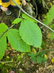 Fagus grandifolia