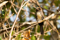 Jacamaralcyon tridactyla
