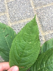 Impatiens parviflora
