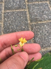 Impatiens parviflora