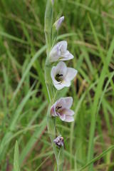 Gladiolus densiflorus