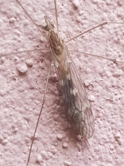 Tipula confusa