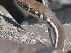 Masticophis lateralis lateralis