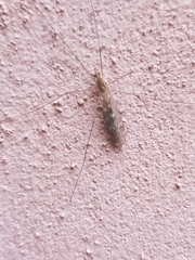 Tipula confusa