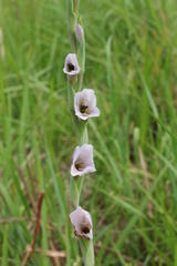 Gladiolus densiflorus