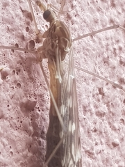 Tipula confusa