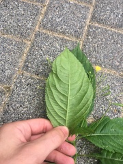 Impatiens parviflora