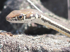 Masticophis lateralis lateralis