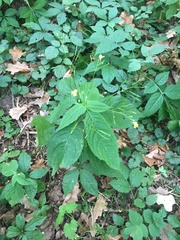 Impatiens parviflora