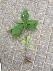 Impatiens parviflora