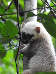 Tayra photo 5