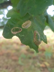 Phyllonorycter quercifoliella