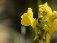 Linaria angustissima