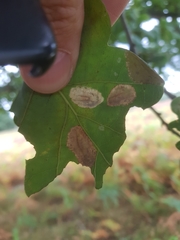 Phyllonorycter quercifoliella