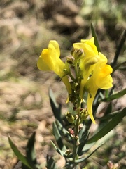 Linaria angustissima