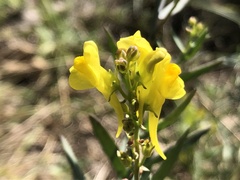Linaria angustissima