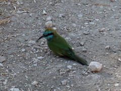 Merops cyanophrys cyanophrys