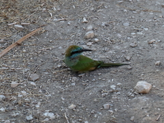 Merops cyanophrys cyanophrys