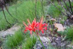 Nerine sarniensis