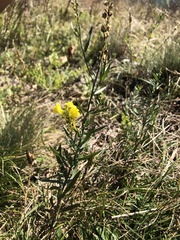 Linaria angustissima