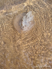 Rhizostoma pulmo