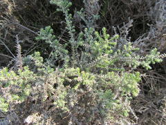 Elytropappus