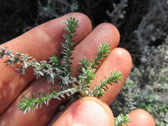 Elytropappus