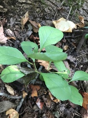 Celastrus orbiculatus