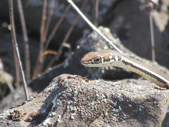 Masticophis lateralis lateralis