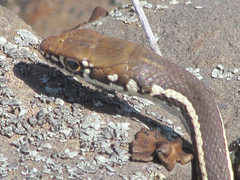 Masticophis lateralis lateralis
