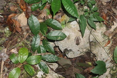 Craugastor yucatanensis