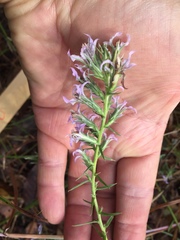 Liatris carrizana