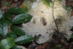 Craugastor yucatanensis