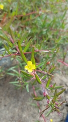 Camissonia strigulosa
