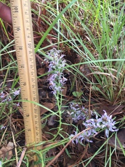 Liatris carrizana