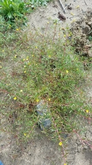 Camissonia strigulosa
