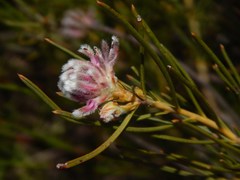 Serruria linearis