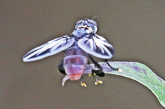 Trichopoda lanipes