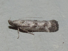 Dichomeris inversella