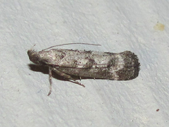 Dichomeris inversella